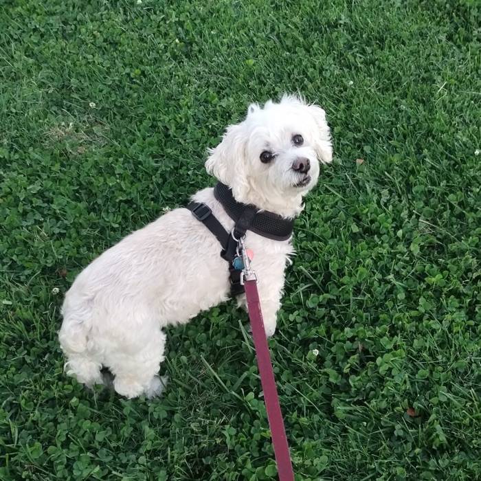 The pup this tracker is for